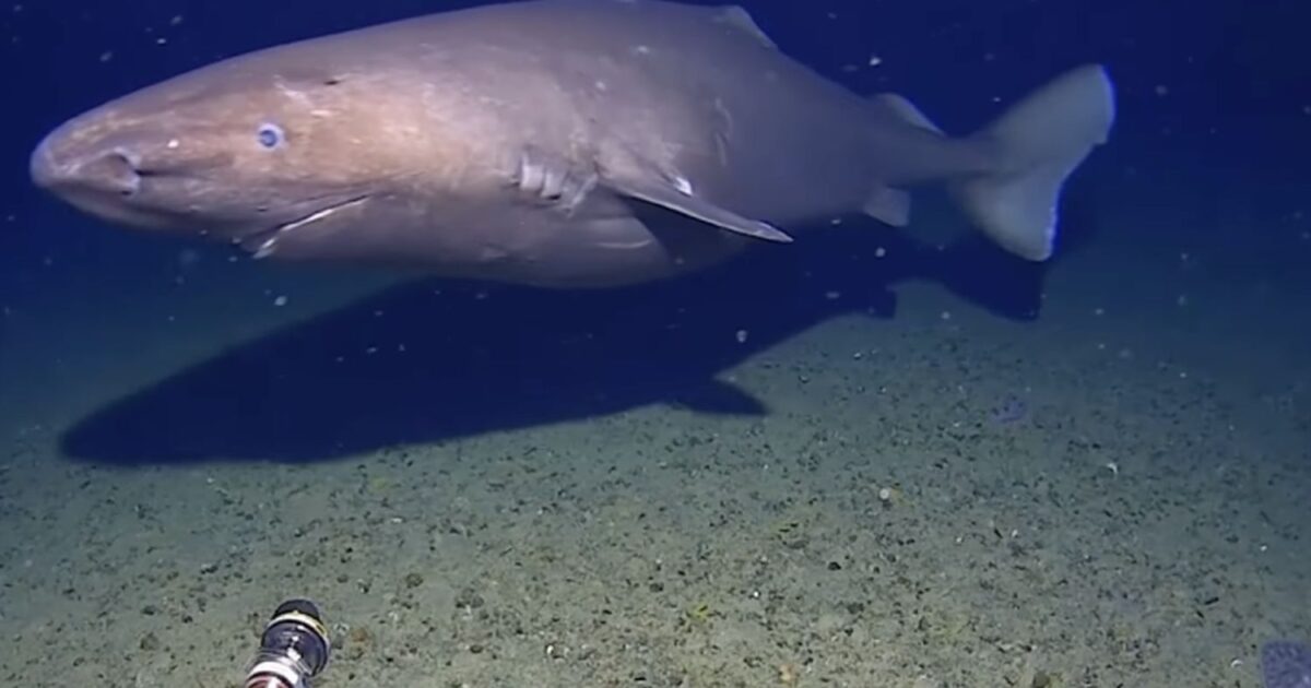 shark 1200x630.jpg