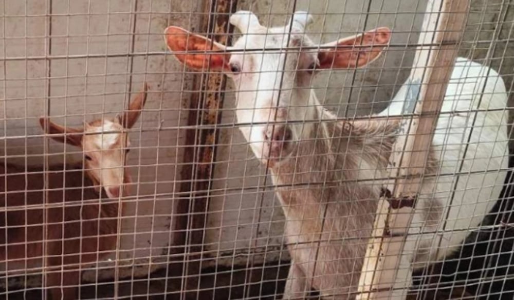 befunky collage234dfvsf 2026 03 31t220536.333.jpg