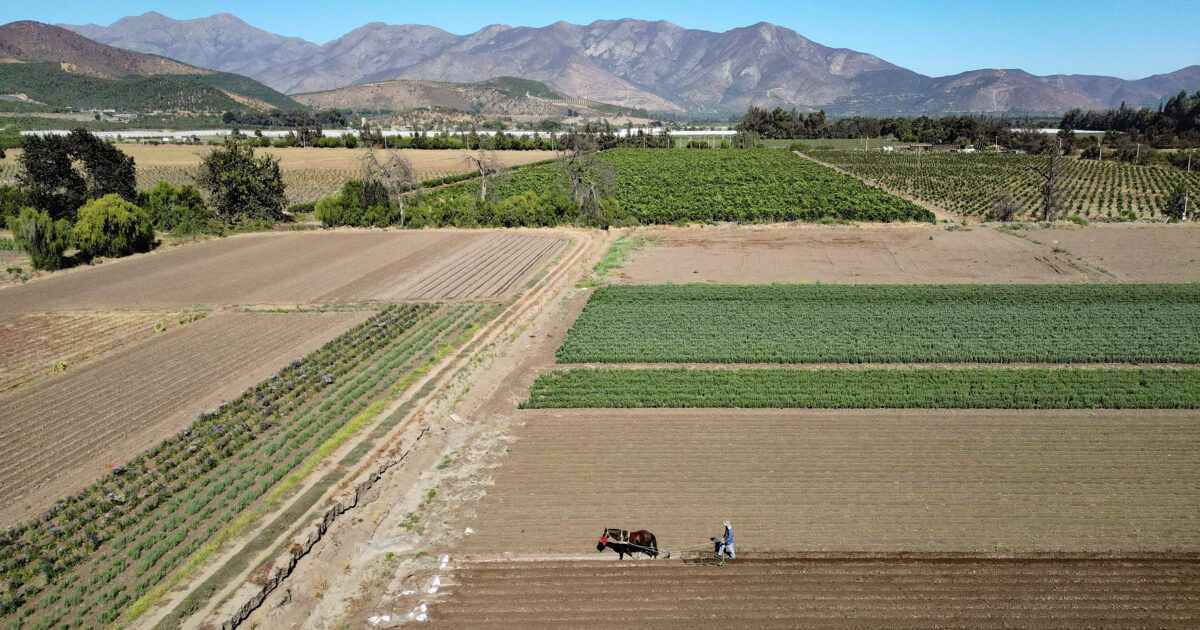 agrotis farmer xorafi reuters 1200x630.jpg