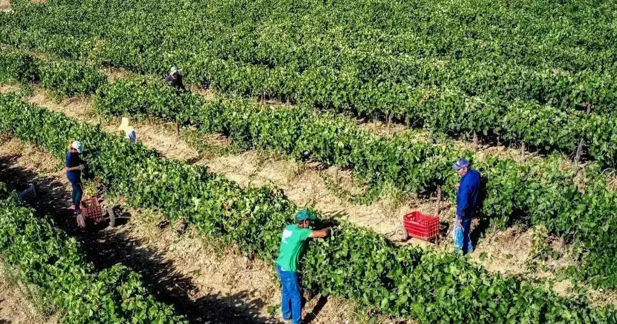 agrotes ampeli eurokinissi 1 1 2 1200x630.jpg