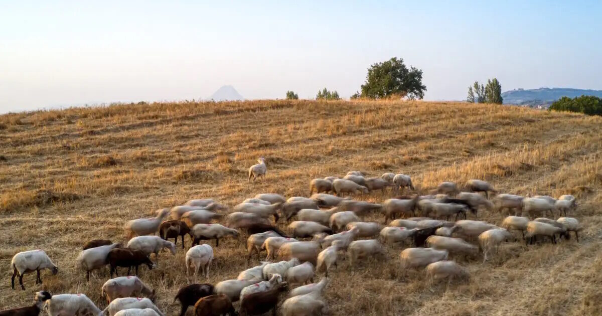 aigoprovata eurokinissi 1200x675 2 1200x630.jpg