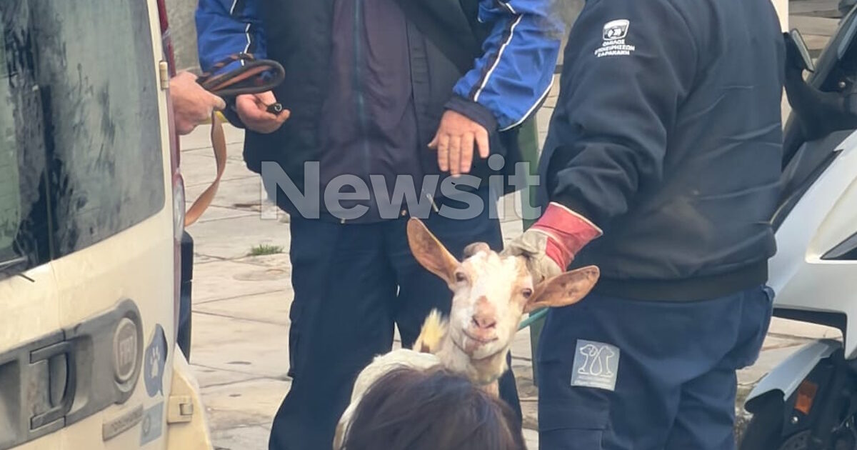 ampelokipoi zoa5 31032026 1200x630.jpg