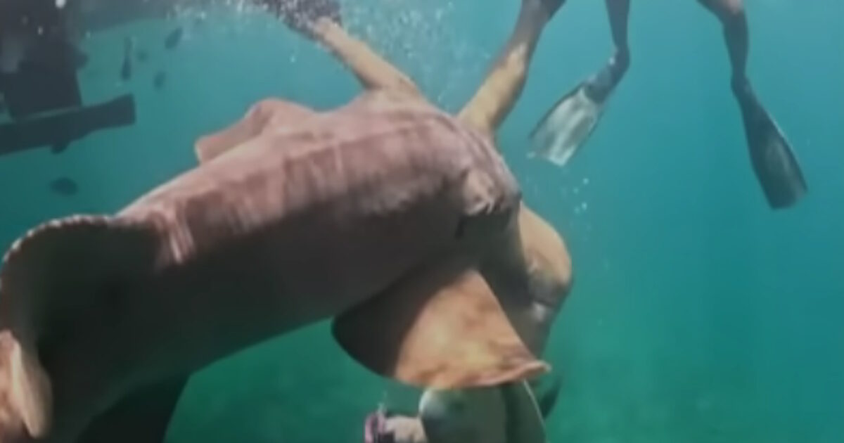 karxarias 1200x630.jpg