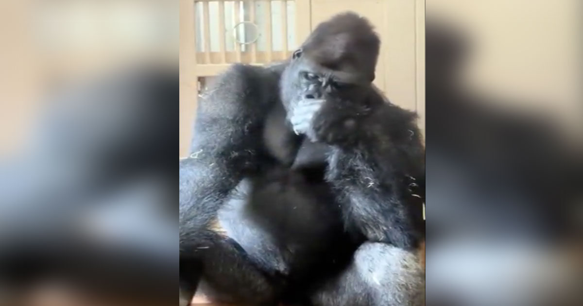 gorilla sad 1200x630.jpg