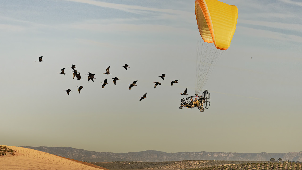 migratingibis.jpg