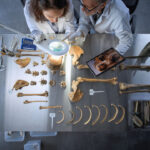 shutterstock osta archaiologoi skeletos.jpg