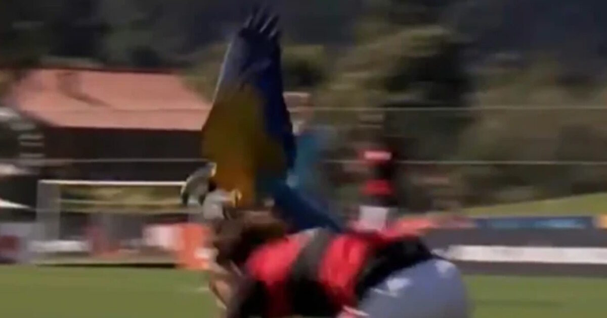 papagalos flamengo 1200x630.jpg