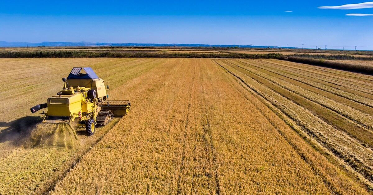 xorafi agrotes rizi eurokinissi 1200x630.jpeg