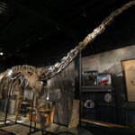 diplodocus ap.jpg