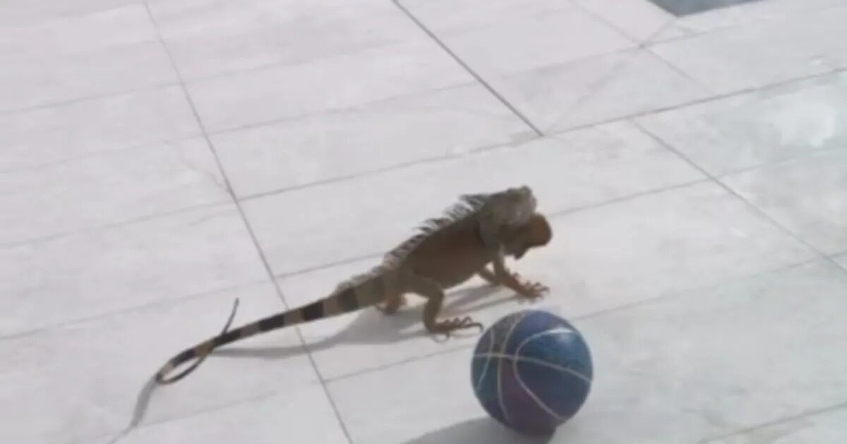 iguana antetokounmpo 1200x630.jpg