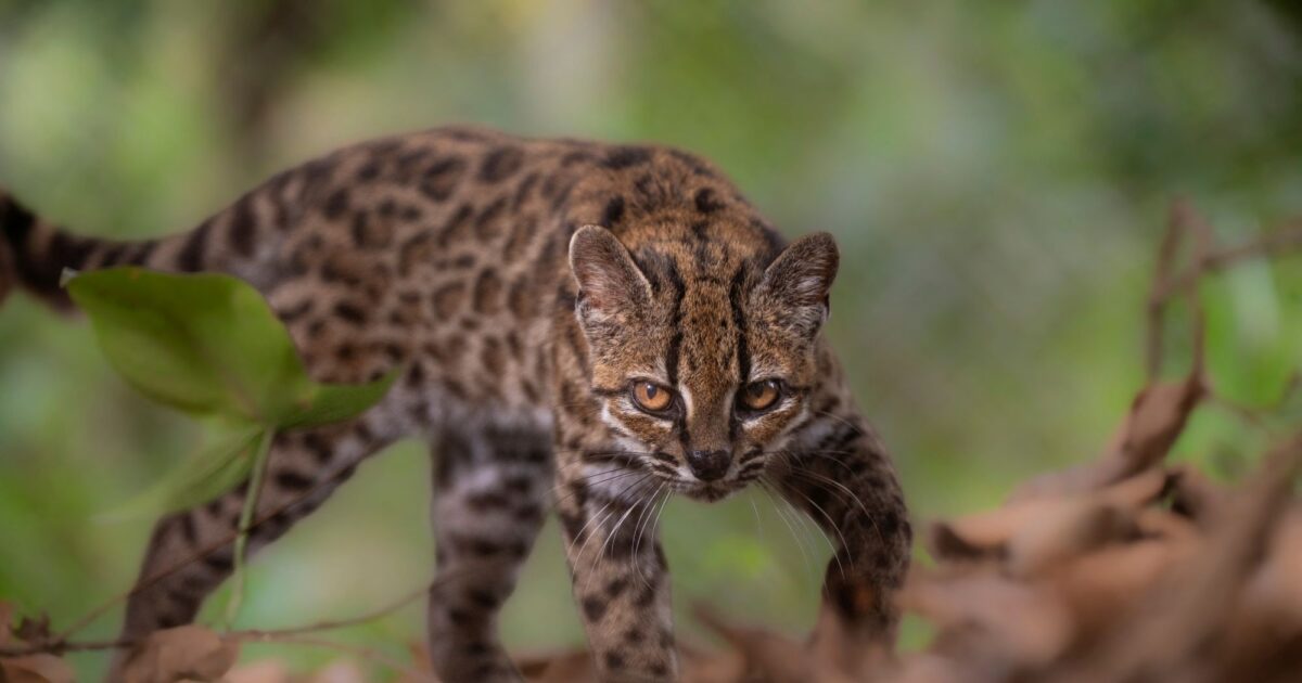 leopardus tilcayo 1200x630.jpg