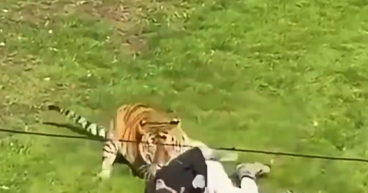 tigris vretania 1200x630.jpg
