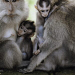 ubud monkey family.jpg