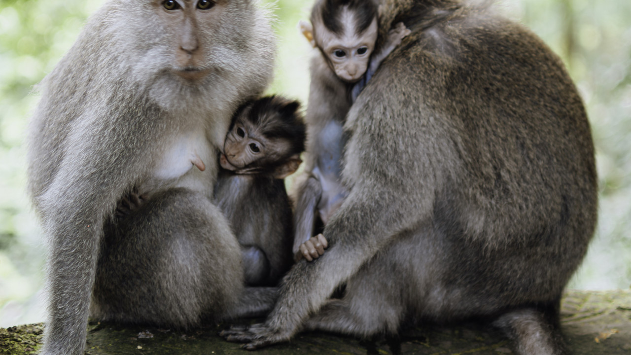 ubud monkey family.jpg
